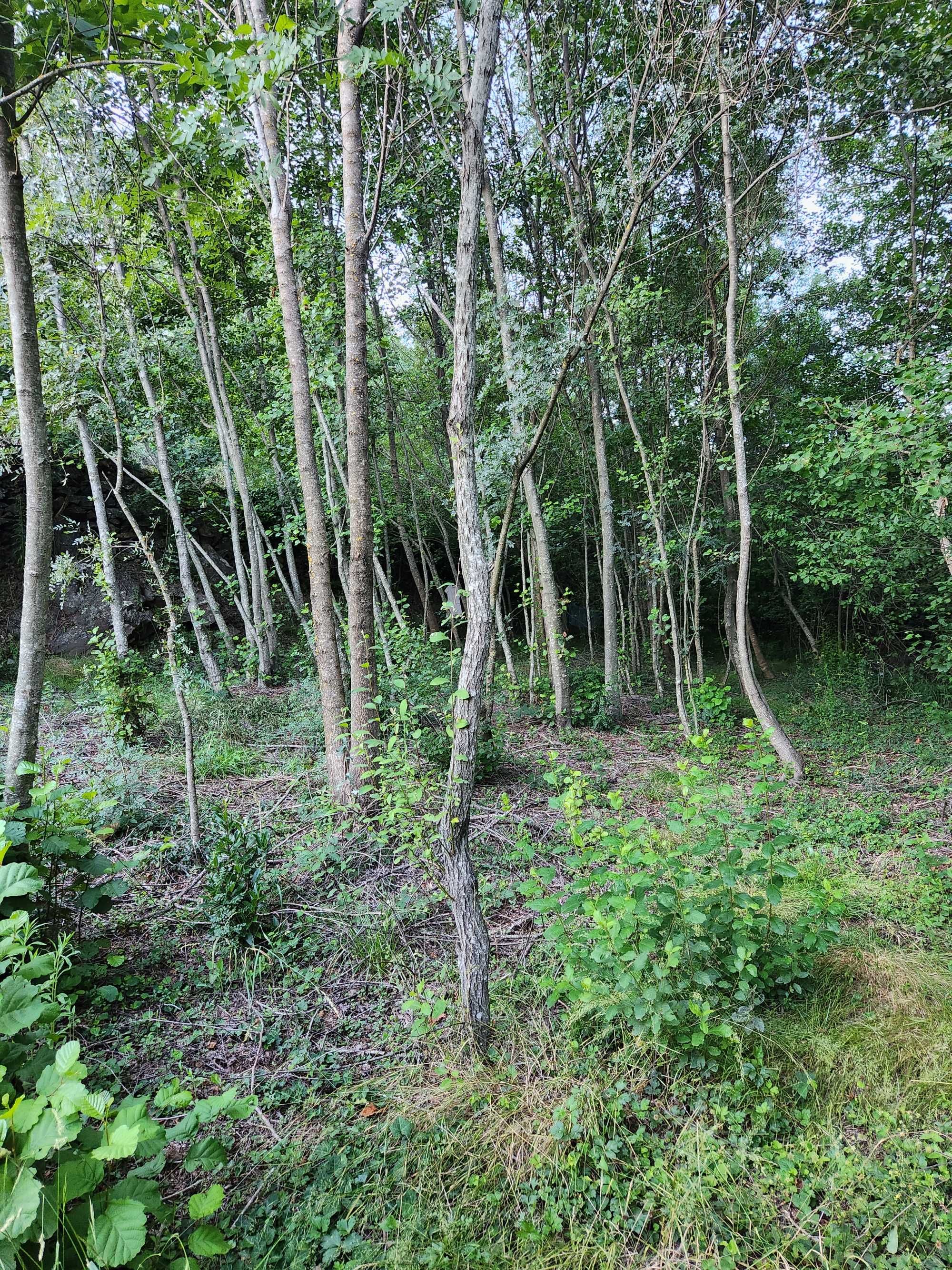 Quinta com vista para a Cova da Beira
