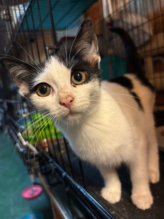 Kocurek Bezik szuka swojego człowieka