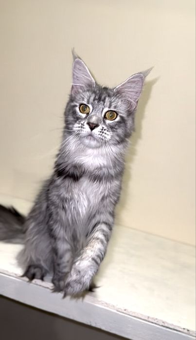 Срібна красуня мейн-кун з розплідника