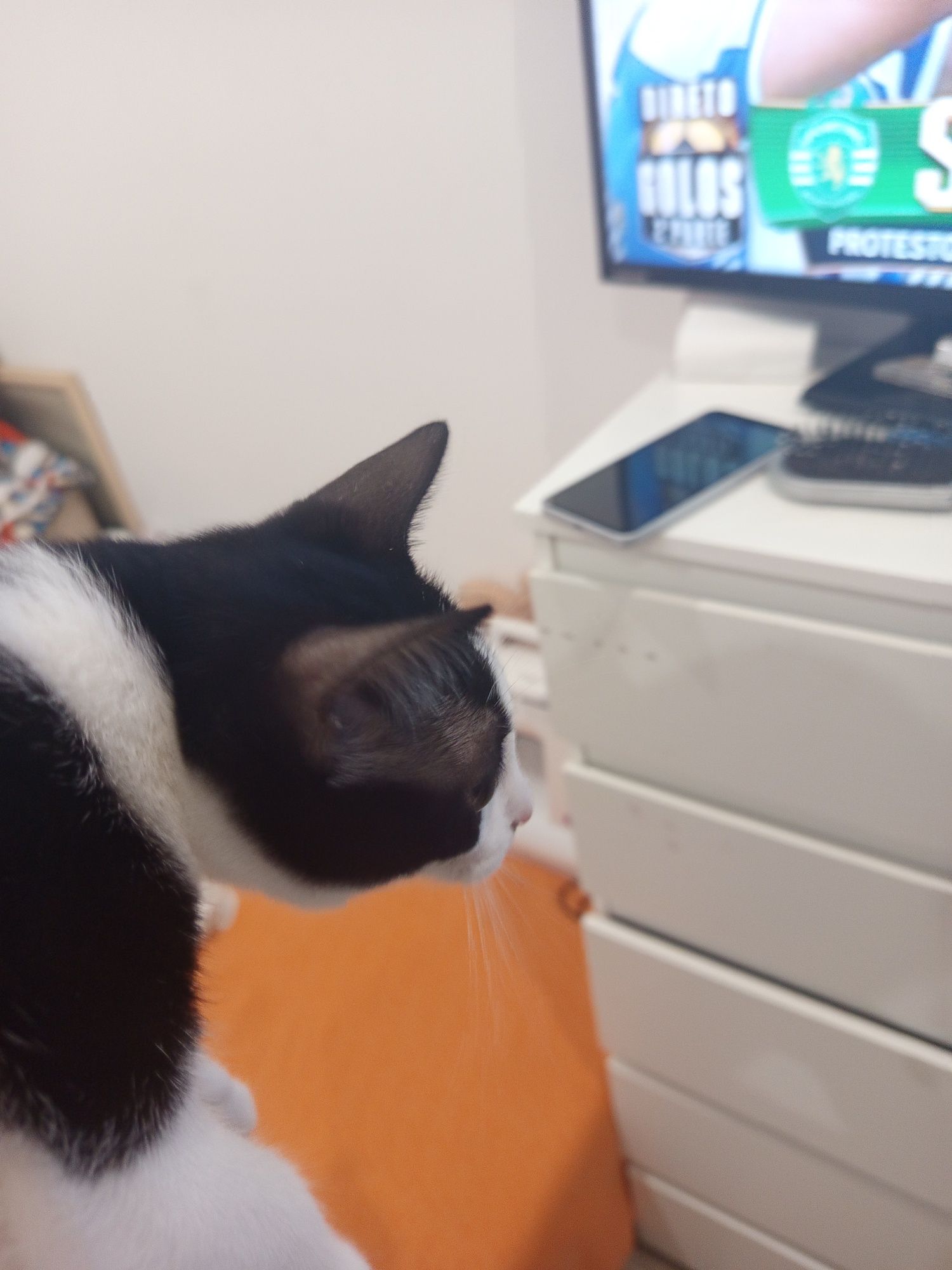 Dou um gato preto e uma gata preta e branca