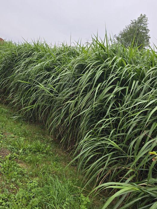 Miskant giganteus trawa ozdobna