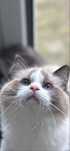 Ragdoll kocur seal bi color hodowlano wystawowy