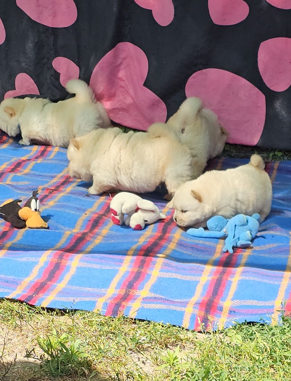 Sunia cream chow chow