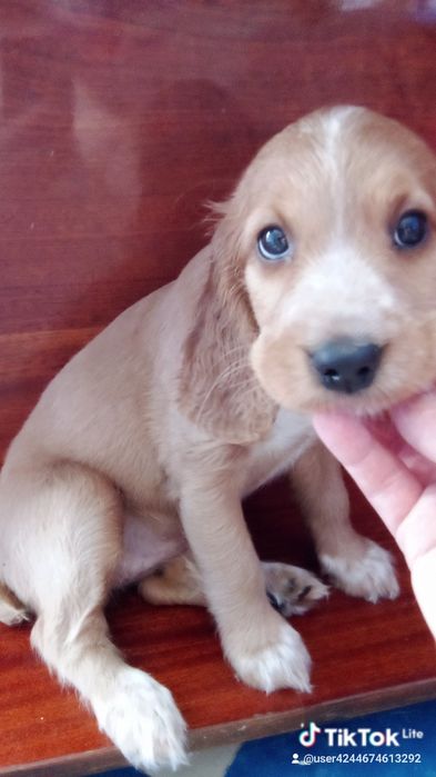 Щенята англійський кокер спаніель