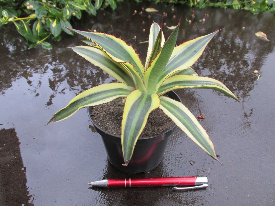 Agawa w czterech kolorach - Agave lophantha Quadricolor - sadzonka