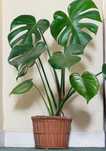 Monstera deliciosa