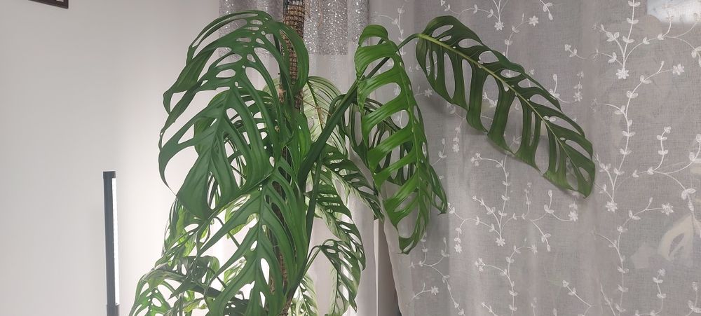 Monstera Esqueleto