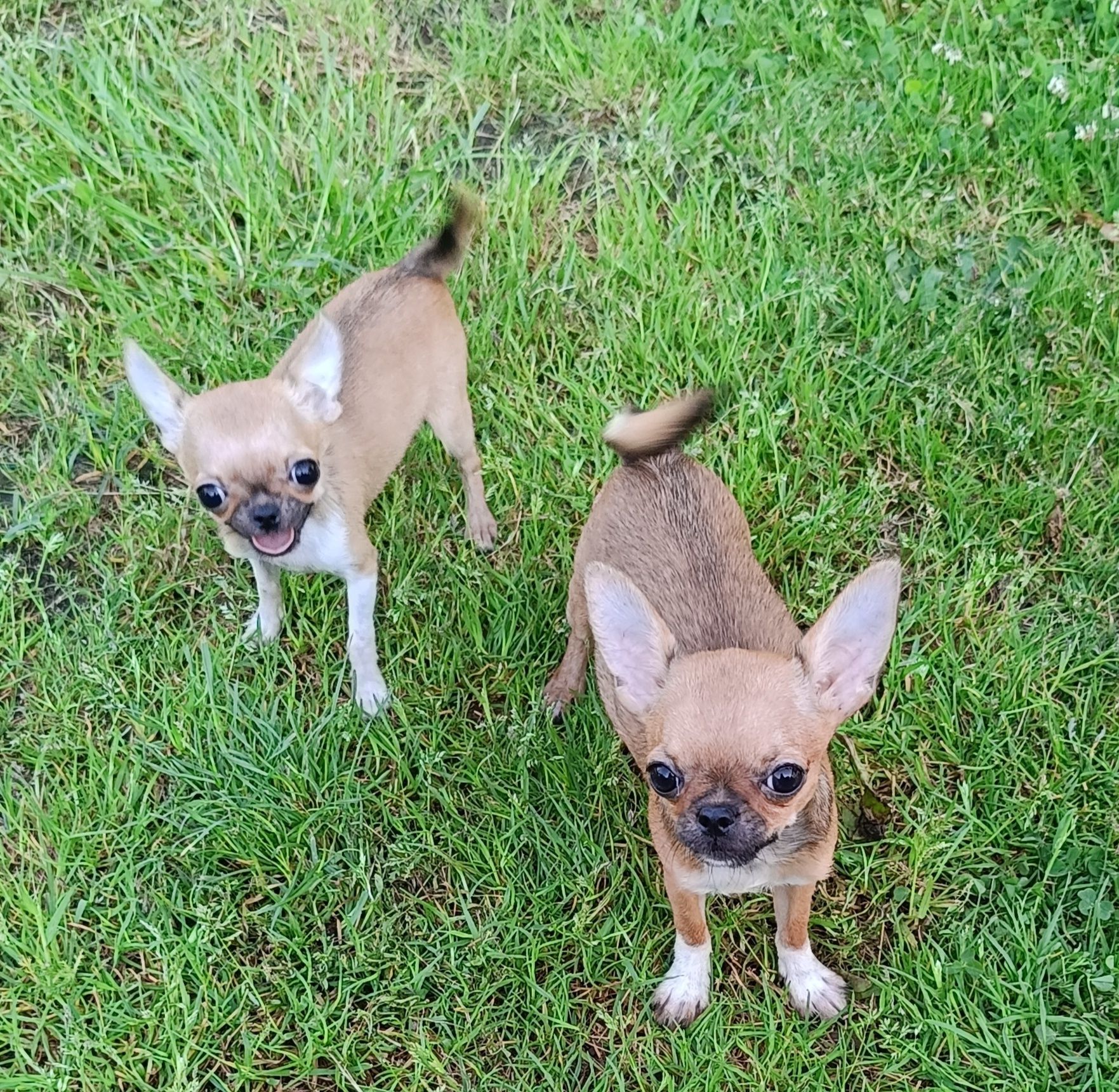 *** Malutka Laleczka Chihuahua *** Gotowa do odbioru ***