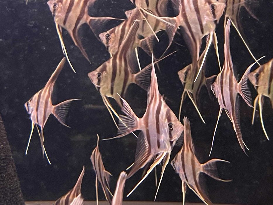 Pterophyllum altum Inirida