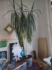 Dracena zdrowa 1,60 cm