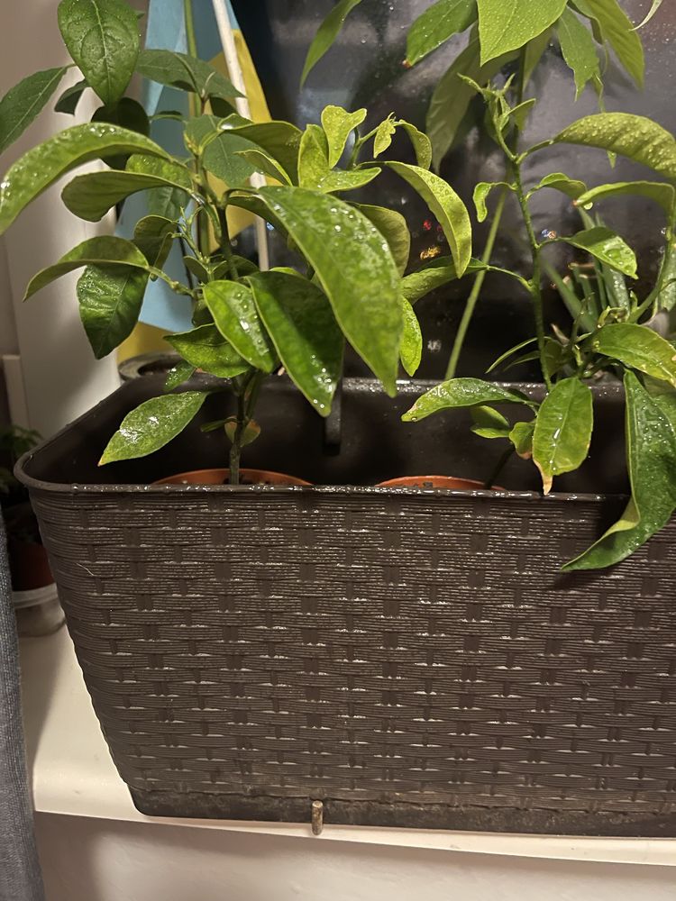 Awokado drzewko 25 cm