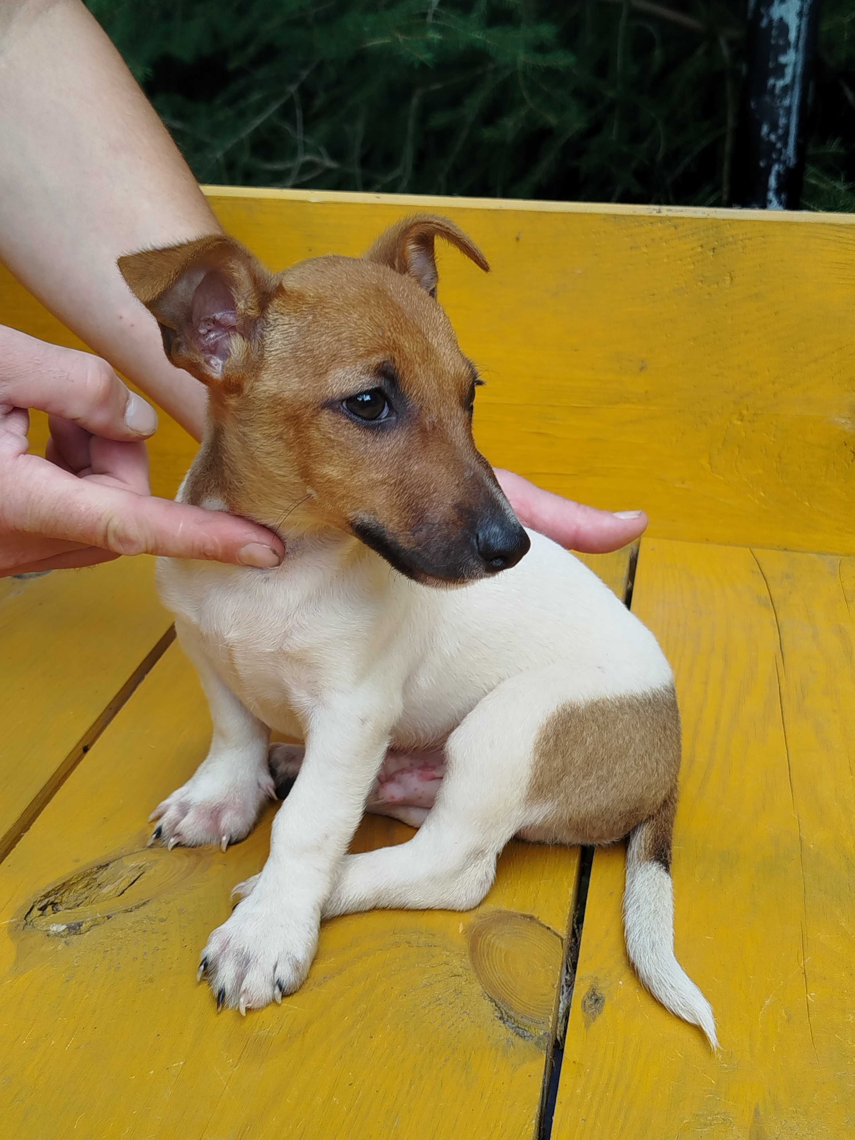 Jack Russell Terrier piesek tel.-5.7.5.3.0.2.0.3.9.