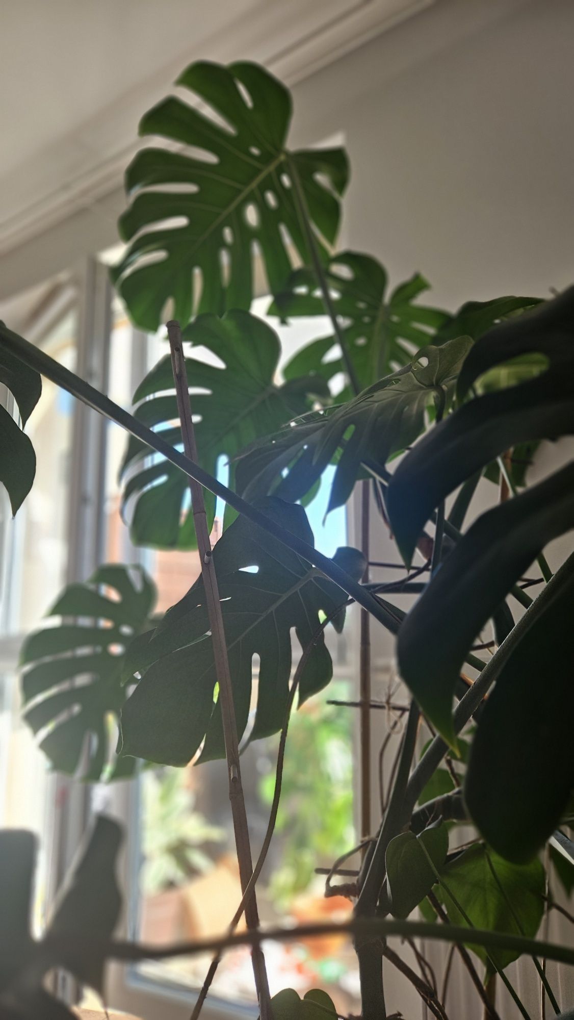 Monstera deliciosa 160 cm