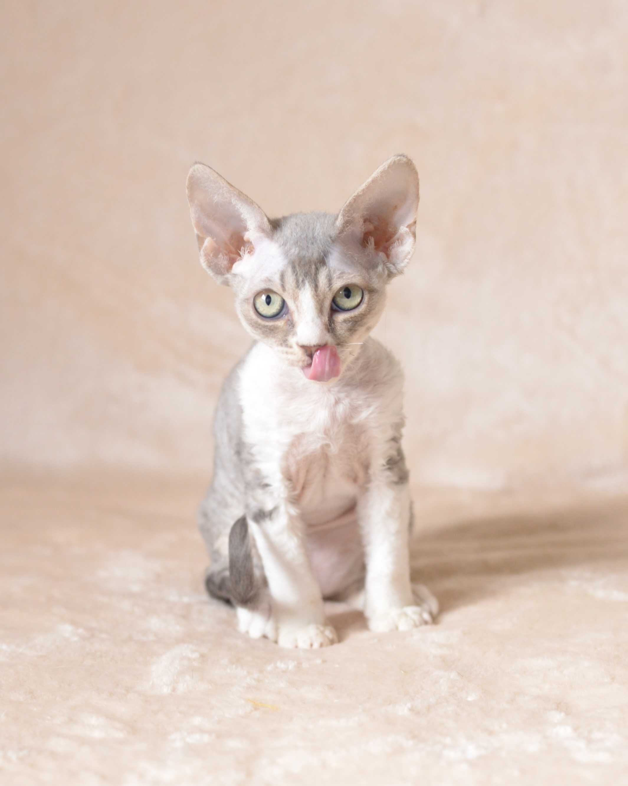 Dziewczynka Devon Rex niebieska z bielą