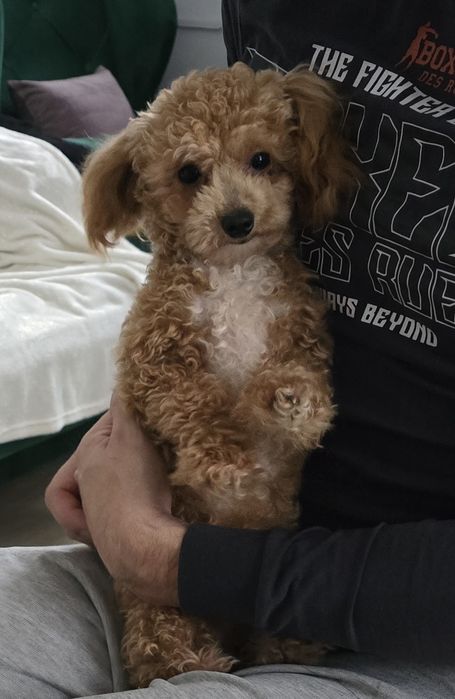 Bischpoo Pudel Toy & Bischon Frise samczyk 10 miesięczny