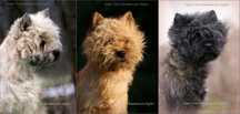 Cairn Terrier - rodowodowy (ZKwP/FCI) niewystawowy piesek