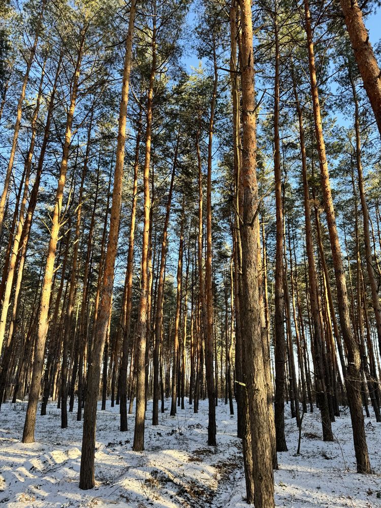 Участок 12,5 соток в соснах.
