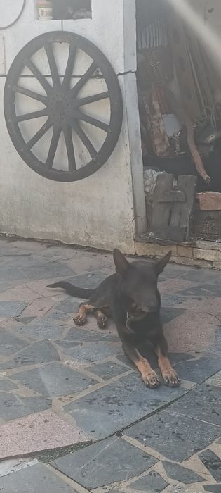 Wolfdog checo X pastor belga