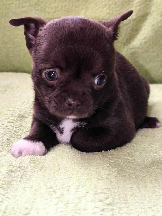Chihuahua piesek krótkowłosy