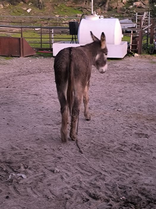Burrinho novo manso.