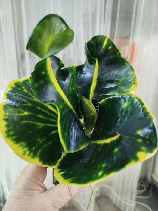 Місячне сяйво колекц.кротони