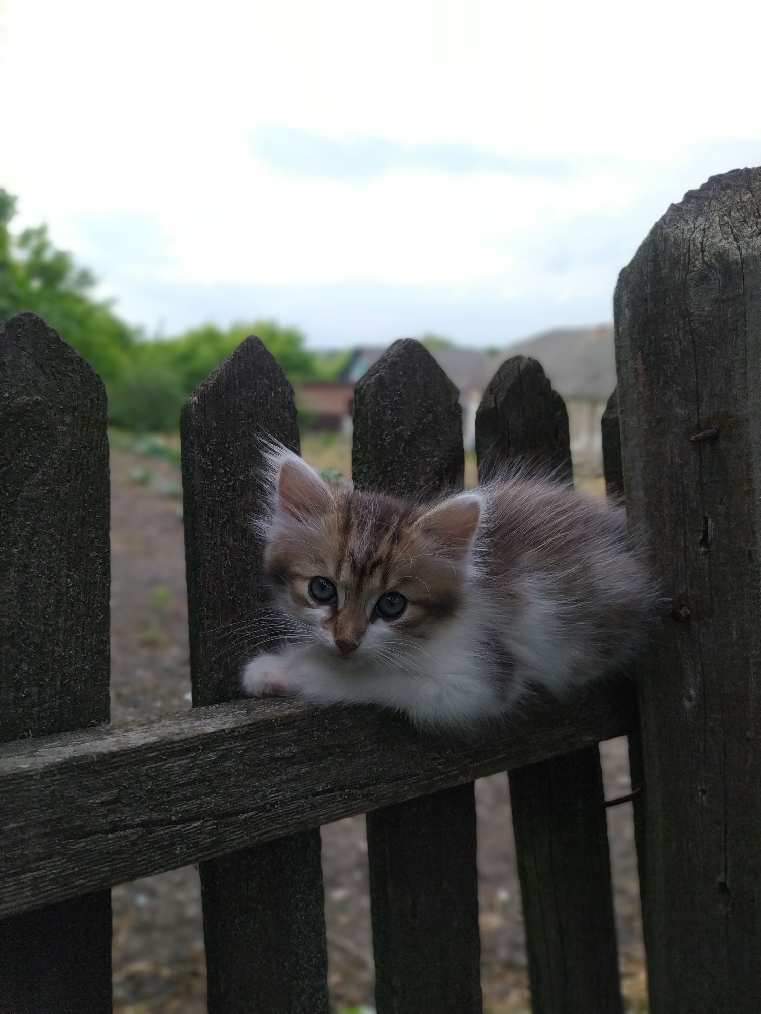 Віддам кошенят в добрі руки
