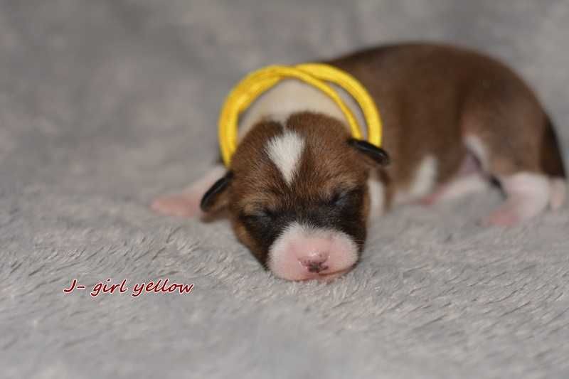 Basenji - mamy szczenieta - Z Klanu Łobuzów FCI