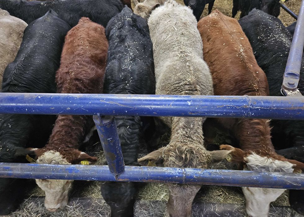 byczki byki odsadki mięsne Limousin Hereford Angus