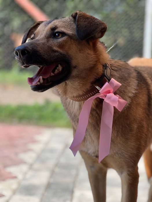 Собака безкоштовно