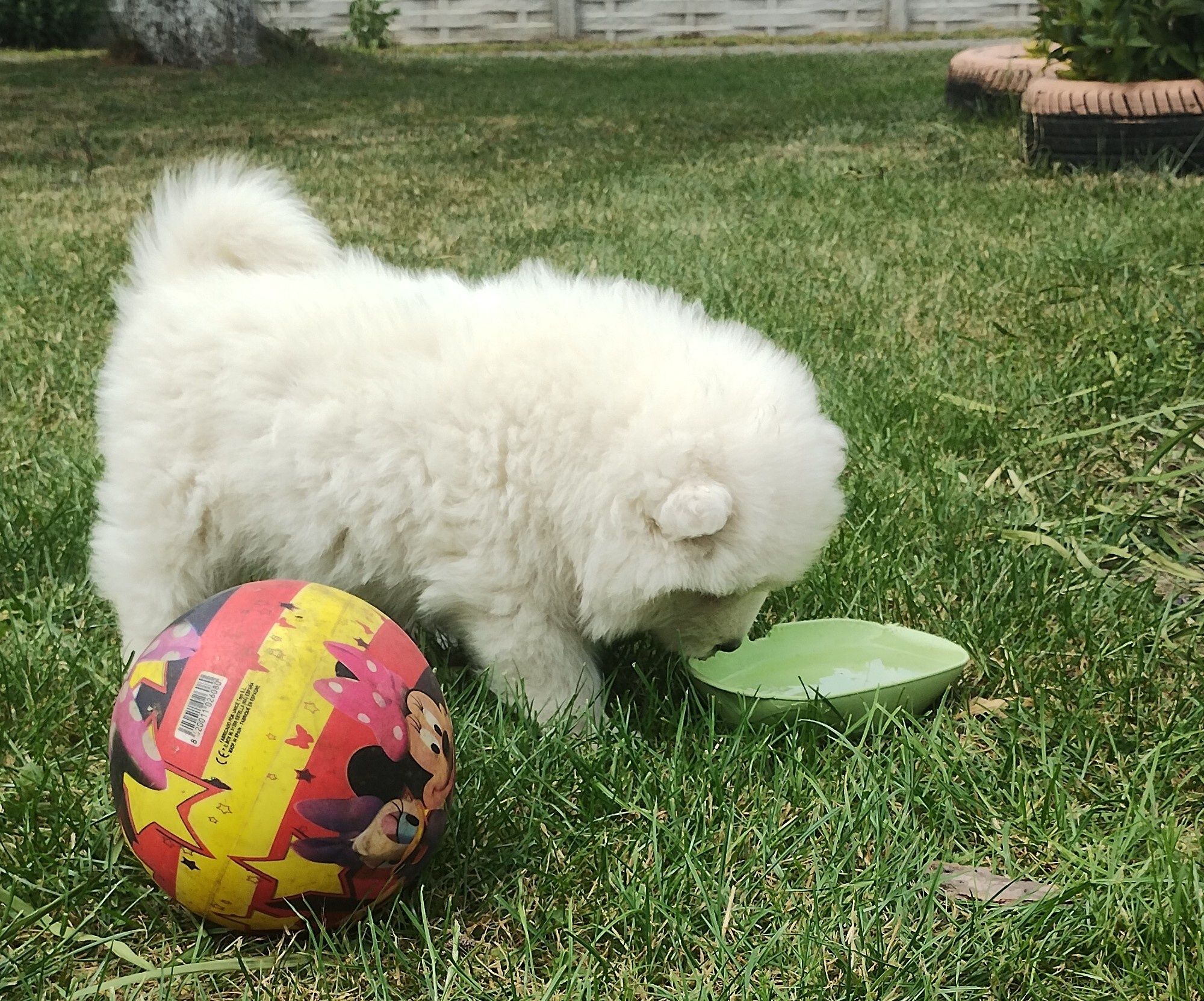Suczka Samoyed /Samoyed