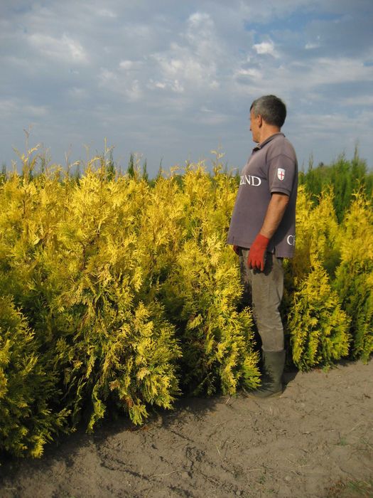 170cm tuja SZMARAGD 150cm smaragd ‼️ PRODUCENT ‼️ 180 160cm transport