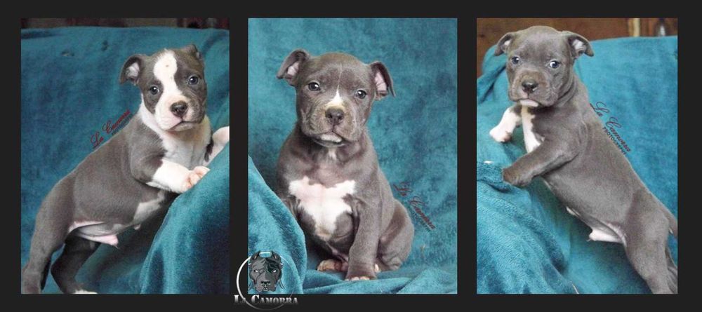 American Staffordshire Terrier Blue Amstaff Szczeniak Samiec