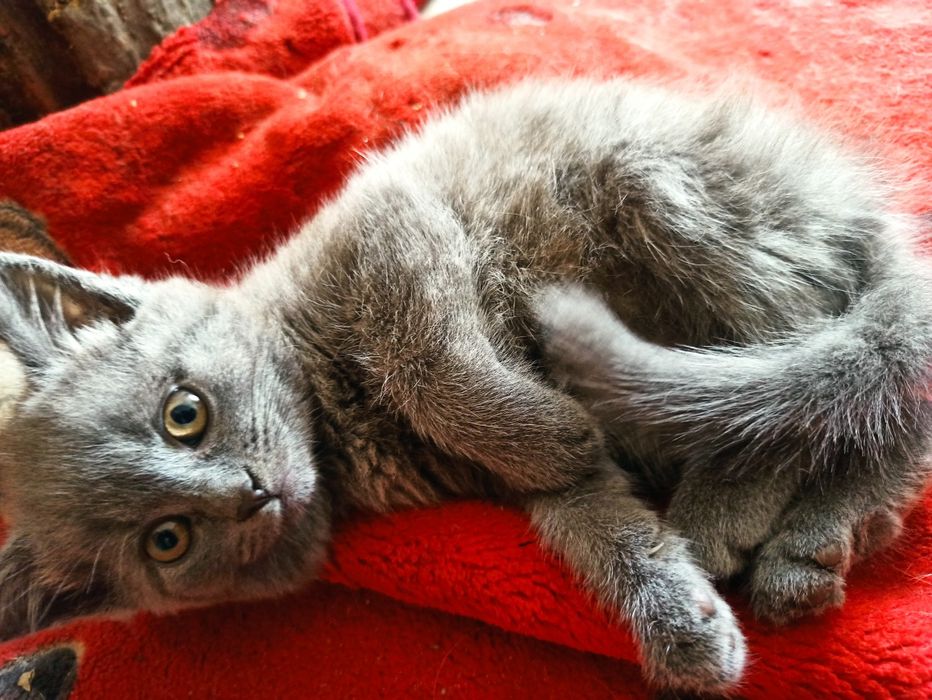 Котик в добрі руки