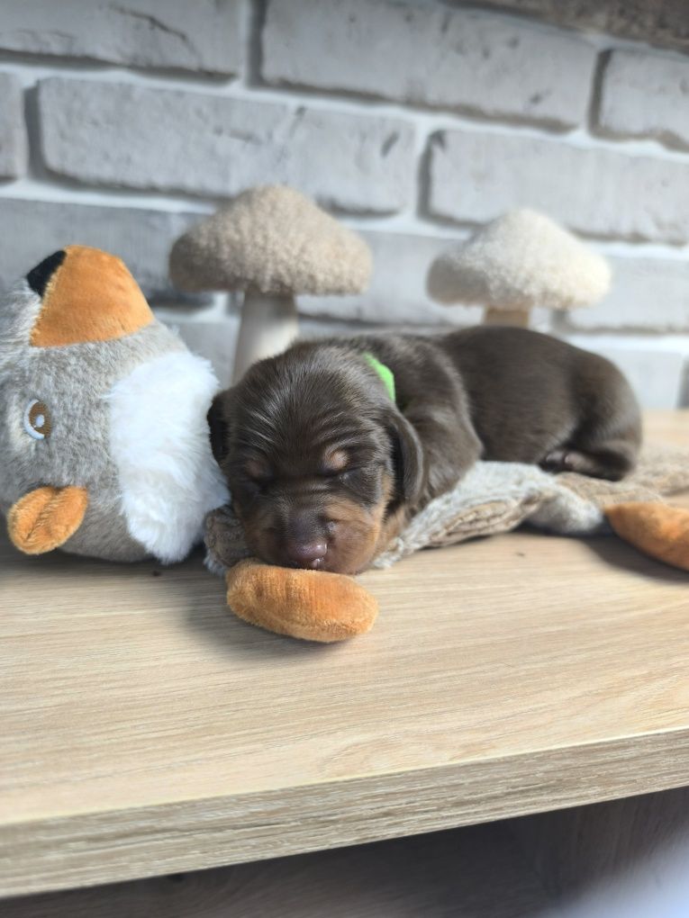 Jamnik miniaturowy krótkowłosy PIESEK choco czekoladowy ZIELONY