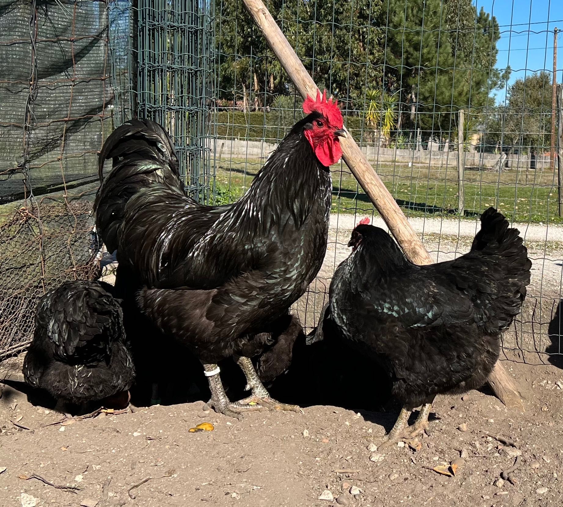 Ovos de incubação jersey negro.