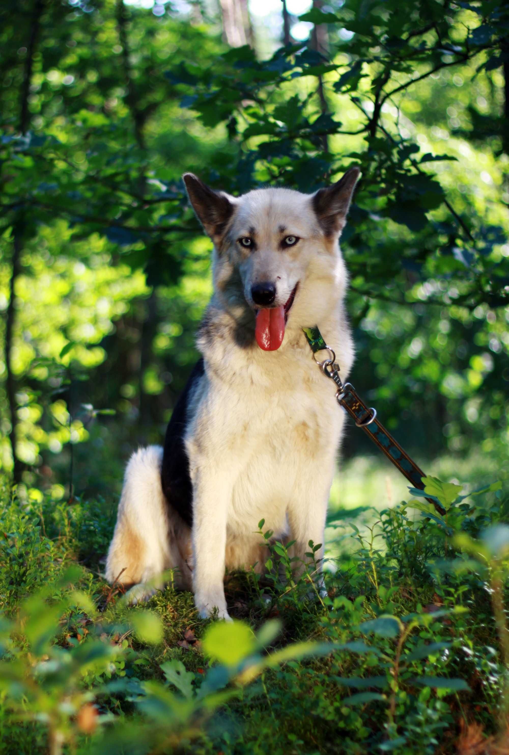 Piękna, energiczna suka mix husky szuka aktywnego domu