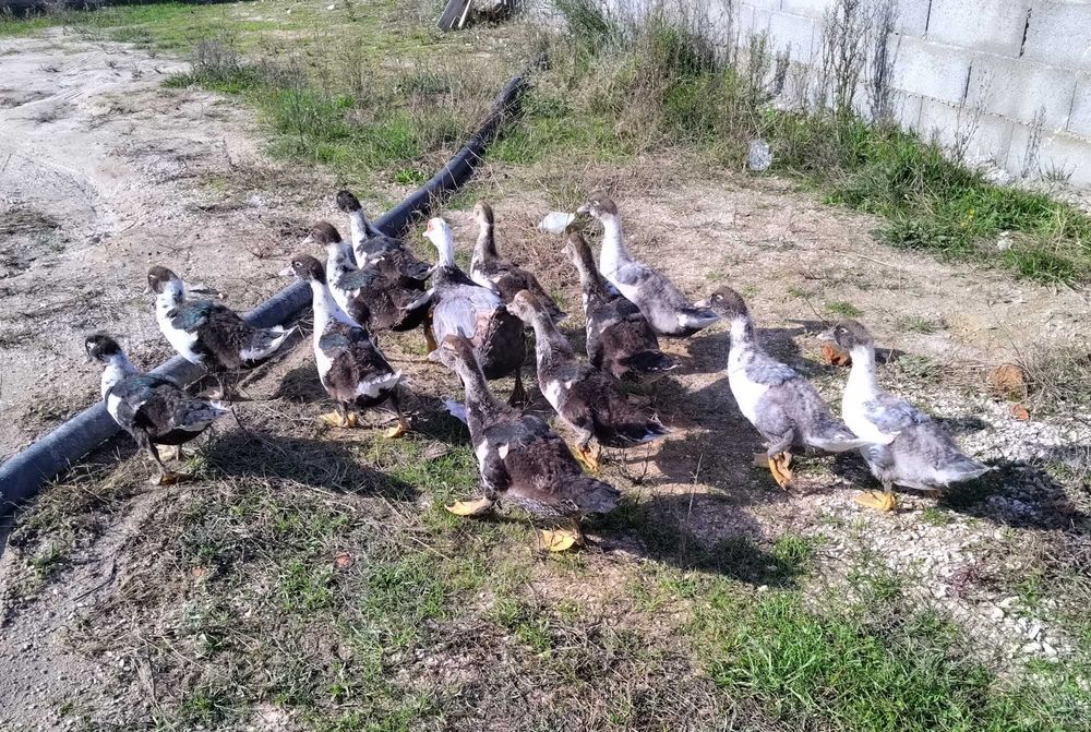 Patos mudos para venda