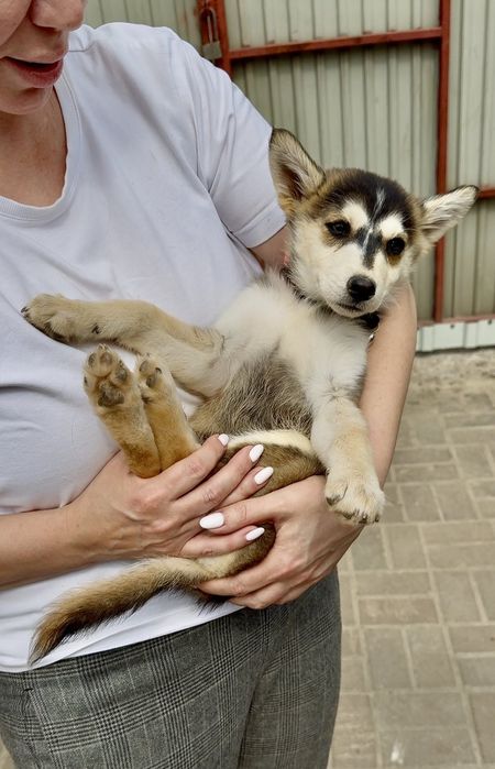 Щеня Фрея шукає родину