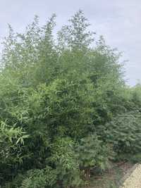 Bambus Zielony Mrozoodporny Bissetii Phyllostachys