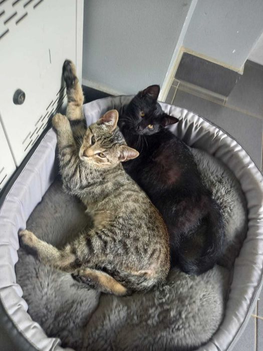 Do adopcji śliczny kocurek