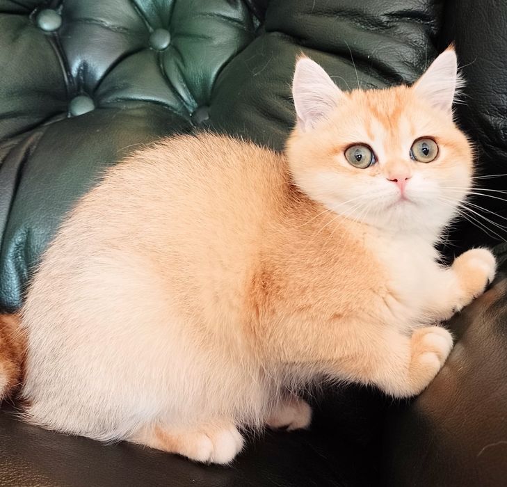 Do rezerwacji - rodowodowa koteczka brytyjska krótkowłosa czarno-zlota