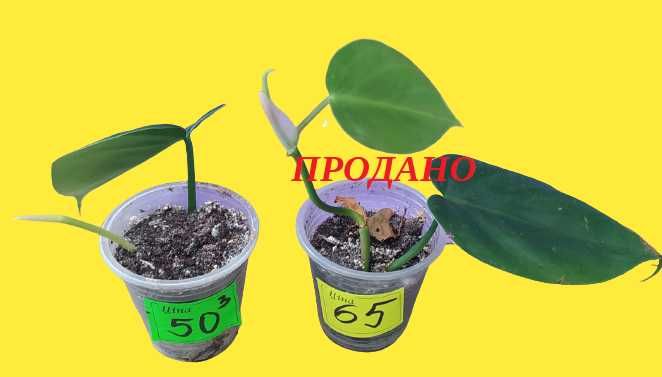 Филодендрон лазящий/плющевидний, Philodendron hederaceum/scandens