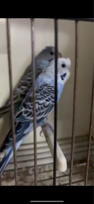 Ultimos 3 casais de periquiros + gaiolas