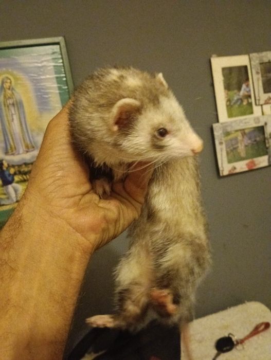 gaiola com animal