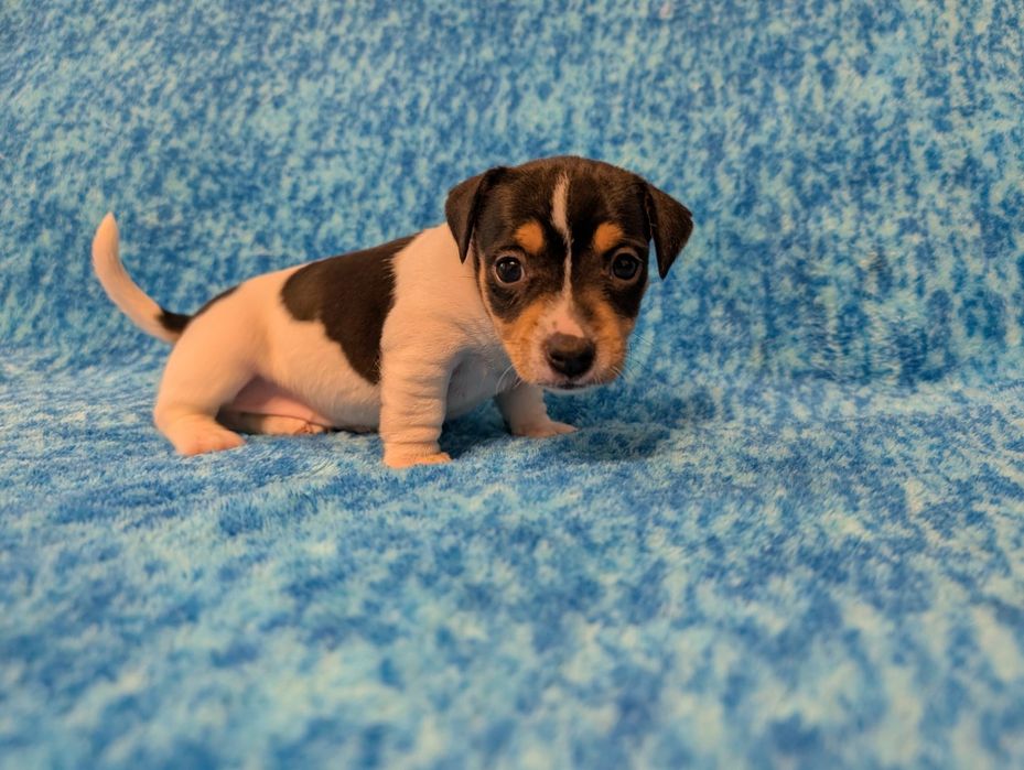 Jack Russel Terrier