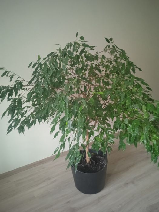 Продам живці фікуса