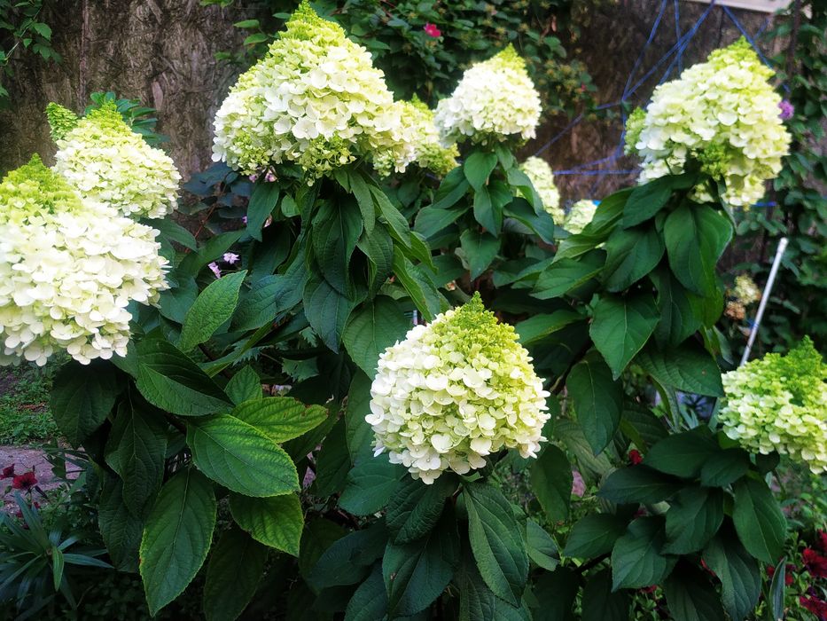 Метельчатая гортензия саженцы