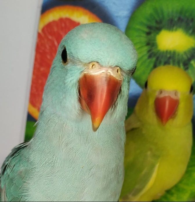Супер ручні папужки, ожереловий голубий окрас, викормиш
