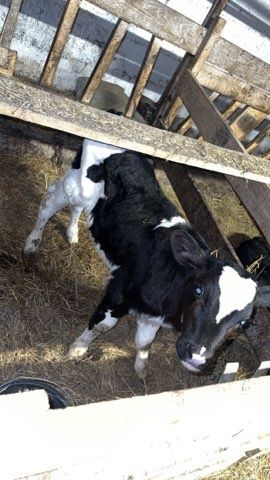 Sprzedam 3 byczki i 1 jałówkę LM