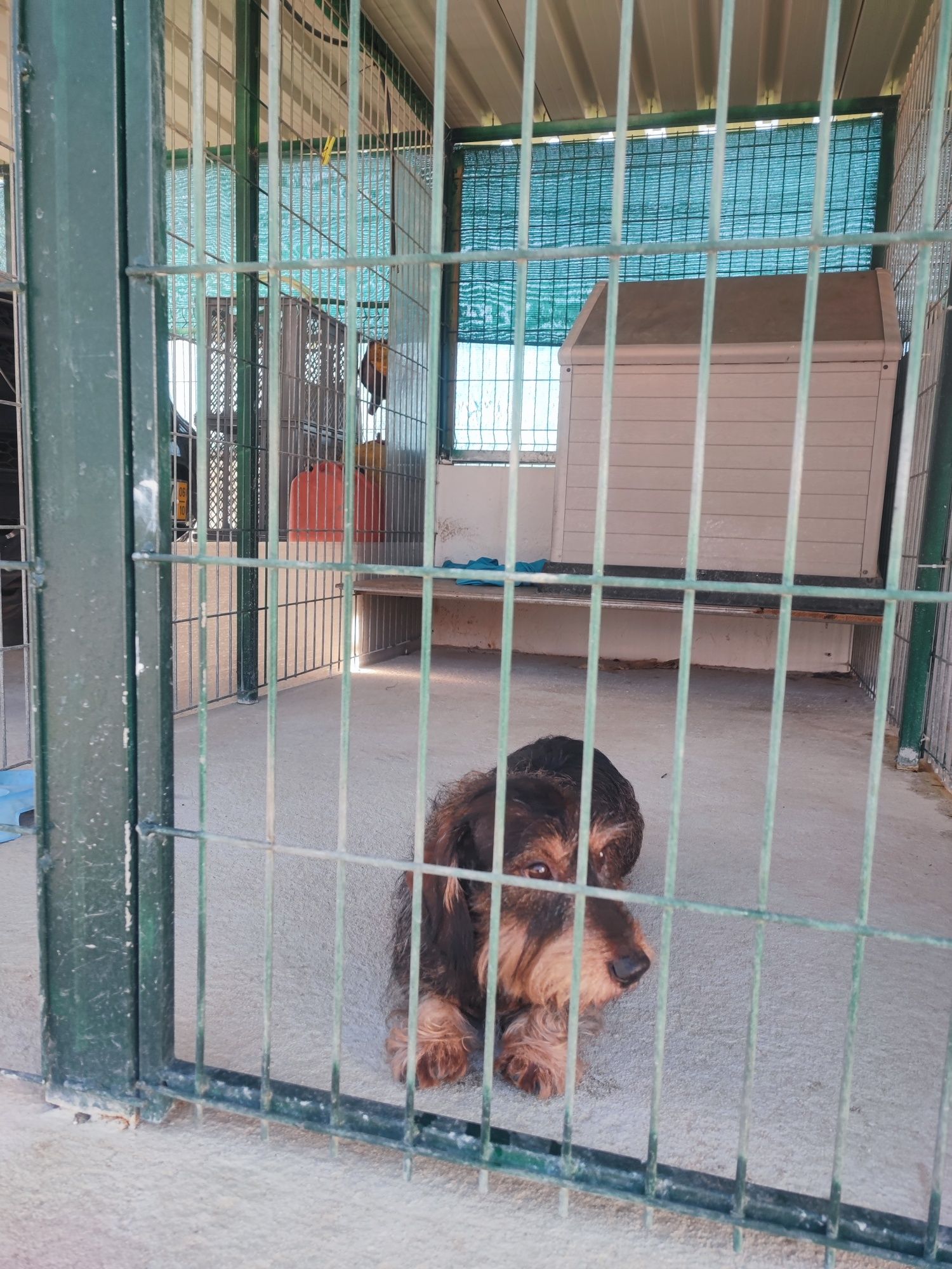 Estadia para cães
